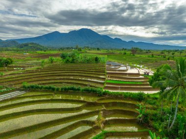Endonezya 'da güzel bir sabah manzarası, dağ sıraları ve açık gökyüzü olan pirinç tarlalarının panoramik manzarası