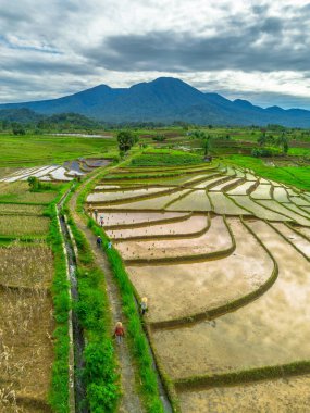 Endonezya 'da güzel bir sabah manzarası, dağ sıraları ve açık gökyüzü olan pirinç tarlalarının panoramik manzarası