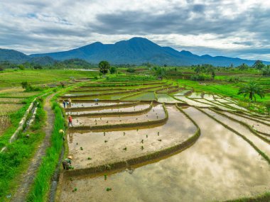 Endonezya 'da güzel bir sabah manzarası, dağ sıraları ve açık gökyüzü olan pirinç tarlalarının panoramik manzarası