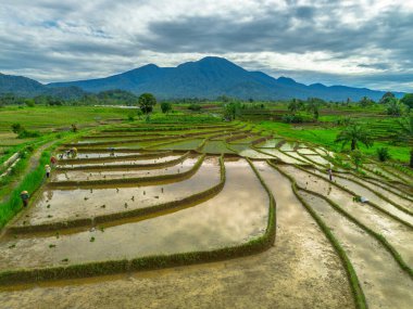 Endonezya 'da güzel bir sabah manzarası, dağ sıraları ve açık gökyüzü olan pirinç tarlalarının panoramik manzarası