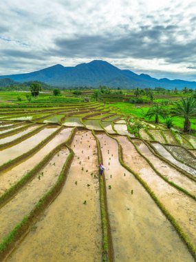 Endonezya 'da güzel bir sabah manzarası, dağ sıraları ve açık gökyüzü olan pirinç tarlalarının panoramik manzarası
