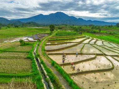 Endonezya 'da güzel bir sabah manzarası, dağ sıraları ve açık gökyüzü olan pirinç tarlalarının panoramik manzarası