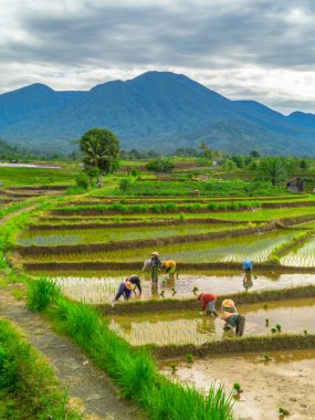 Endonezya 'da güzel bir sabah manzarası, dağ sıraları ve açık gökyüzü olan pirinç tarlalarının panoramik manzarası