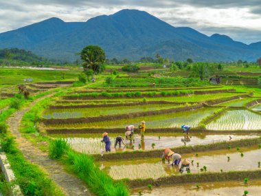 Endonezya 'da güzel bir sabah manzarası, dağ sıraları ve açık gökyüzü olan pirinç tarlalarının panoramik manzarası