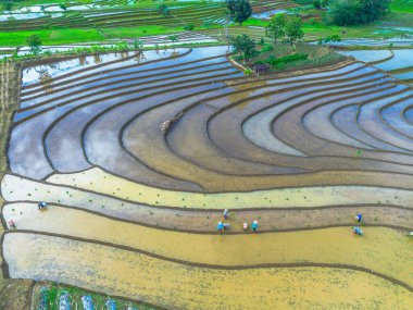 Endonezya 'da güzel bir sabah manzarası, dağ sıraları ve açık gökyüzü olan pirinç tarlalarının panoramik manzarası