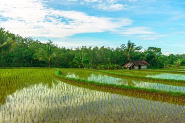 Endonezya 'da güzel bir sabah manzarası, dağ sıraları ve açık gökyüzü olan pirinç tarlalarının panoramik manzarası