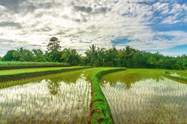 Endonezya 'da güzel bir sabah manzarası, dağ sıraları ve açık gökyüzü olan pirinç tarlalarının panoramik manzarası