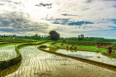 Endonezya 'da güzel bir sabah manzarası, dağ sıraları ve açık gökyüzü olan pirinç tarlalarının panoramik manzarası