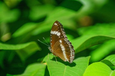 Endonezya 'da güzel bir sabah manzarası, dağ sıraları ve açık gökyüzü olan pirinç tarlalarının panoramik manzarası