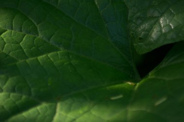 Endonezya 'da güzel bir sabah manzarası, dağ sıraları ve açık gökyüzü olan pirinç tarlalarının panoramik manzarası