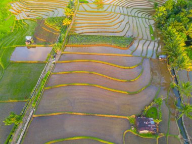 Endonezya 'da güzel bir sabah manzarası, dağ sıraları ve açık gökyüzü olan pirinç tarlalarının panoramik manzarası