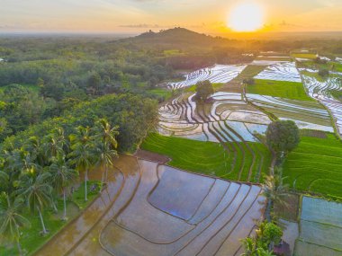 Endonezya 'da güzel bir sabah manzarası, dağ sıraları ve açık gökyüzü olan pirinç tarlalarının panoramik manzarası