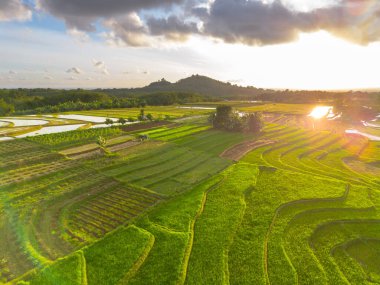 Endonezya 'da güzel bir sabah manzarası, dağ sıraları ve açık gökyüzü olan pirinç tarlalarının panoramik manzarası