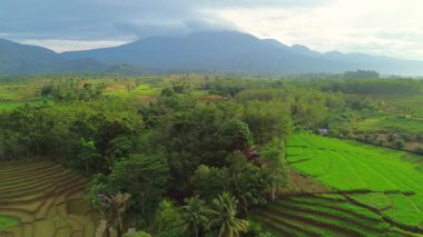 Endonezya 'da güzel bir sabah manzarası, dağ sıraları ve açık gökyüzü olan pirinç tarlalarının panoramik manzarası