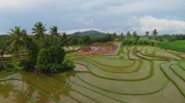 Endonezya 'da güzel bir sabah manzarası, dağ sıraları ve açık gökyüzü olan pirinç tarlalarının panoramik manzarası