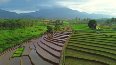 Endonezya 'da güzel bir sabah manzarası, dağ sıraları ve açık gökyüzü olan pirinç tarlalarının panoramik manzarası