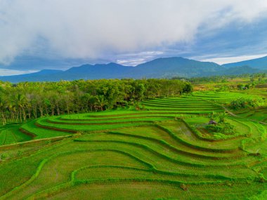 Endonezya 'da güzel bir sabah manzarası, dağ sıraları ve açık gökyüzü olan pirinç tarlalarının panoramik manzarası