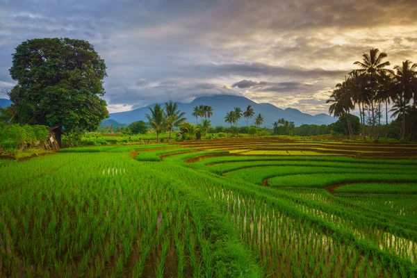 Endonezya 'da güzel bir sabah manzarası, dağ sıraları ve açık gökyüzü olan pirinç tarlalarının panoramik manzarası