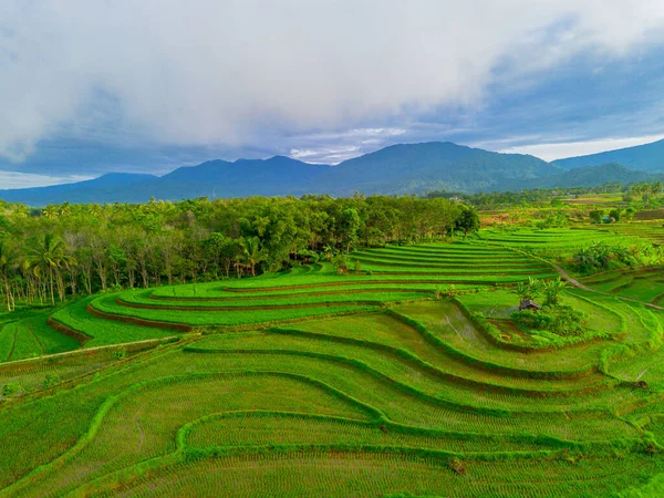 Endonezya 'da güzel bir sabah manzarası, dağ sıraları ve açık gökyüzü olan pirinç tarlalarının panoramik manzarası