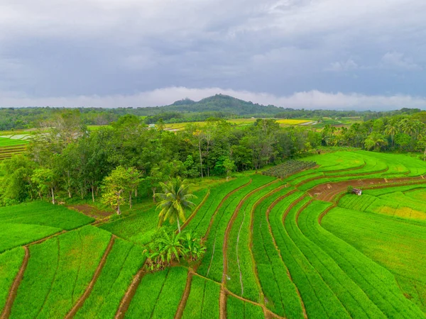 Endonezya 'da güzel bir sabah manzarası, dağ sıraları ve açık gökyüzü olan pirinç tarlalarının panoramik manzarası