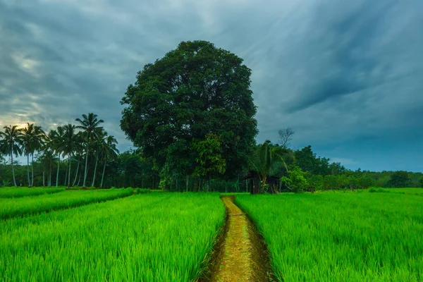 Endonezya 'da güzel bir sabah manzarası, dağ sıraları ve açık gökyüzü olan pirinç tarlalarının panoramik manzarası