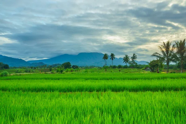Endonezya 'da güzel bir sabah manzarası, dağ sıraları ve açık gökyüzü olan pirinç tarlalarının panoramik manzarası