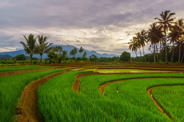 Endonezya 'da güzel bir sabah manzarası, dağ sıraları ve açık gökyüzü olan pirinç tarlalarının panoramik manzarası