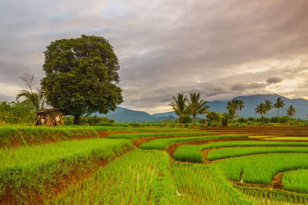 Endonezya 'da güzel bir sabah manzarası, dağ sıraları ve açık gökyüzü olan pirinç tarlalarının panoramik manzarası