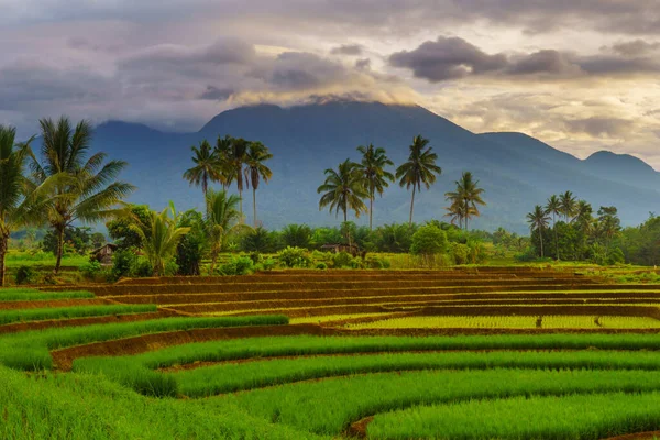 Endonezya 'da güzel bir sabah manzarası, dağ sıraları ve açık gökyüzü olan pirinç tarlalarının panoramik manzarası
