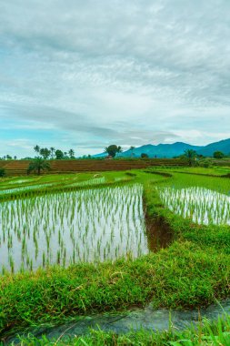 Endonezya 'da güzel bir sabah manzarası, dağ sıraları ve açık gökyüzü olan pirinç tarlalarının panoramik manzarası