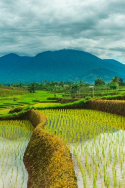 Endonezya 'da güzel bir sabah manzarası, dağ sıraları ve açık gökyüzü olan pirinç tarlalarının panoramik manzarası