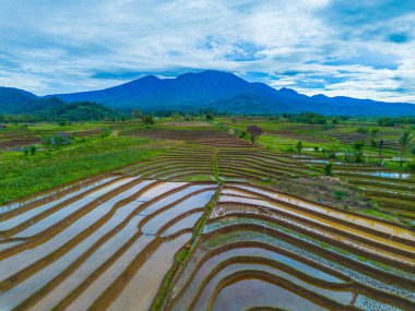 Endonezya 'da güzel bir sabah manzarası, dağ sıraları ve açık gökyüzü olan pirinç tarlalarının panoramik manzarası