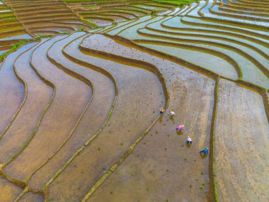 Endonezya 'da güzel bir sabah manzarası, dağ sıraları ve açık gökyüzü olan pirinç tarlalarının panoramik manzarası