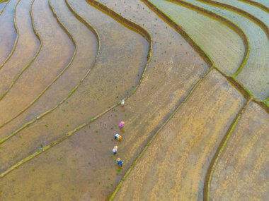 Endonezya 'da güzel bir sabah manzarası, dağ sıraları ve açık gökyüzü olan pirinç tarlalarının panoramik manzarası