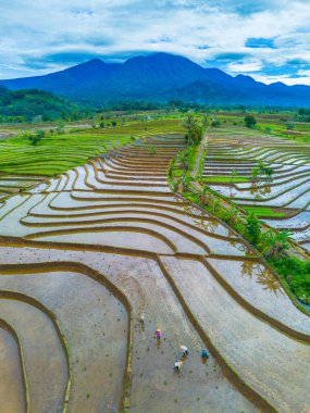 Endonezya 'da güzel bir sabah manzarası, dağ sıraları ve açık gökyüzü olan pirinç tarlalarının panoramik manzarası