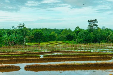 Endonezya 'da güzel bir sabah manzarası, dağ sıraları ve açık gökyüzü olan pirinç tarlalarının panoramik manzarası