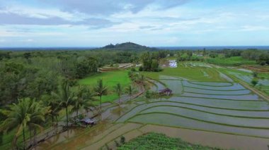 Endonezya 'da güzel bir sabah manzarası, dağ sıraları ve açık gökyüzü olan pirinç tarlalarının panoramik manzarası