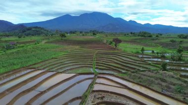 Endonezya 'da güzel bir sabah manzarası, dağ sıraları ve açık gökyüzü olan pirinç tarlalarının panoramik manzarası