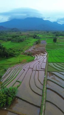 Endonezya 'da güzel bir sabah manzarası, dağ sıraları ve açık gökyüzü olan pirinç tarlalarının panoramik manzarası