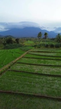 Endonezya 'da güzel bir sabah manzarası, dağ sıraları ve açık gökyüzü olan pirinç tarlalarının panoramik manzarası