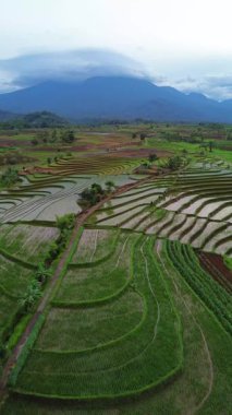 Endonezya 'da güzel bir sabah manzarası, dağ sıraları ve açık gökyüzü olan pirinç tarlalarının panoramik manzarası