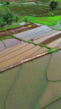 Endonezya 'da güzel bir sabah manzarası, dağ sıraları ve açık gökyüzü olan pirinç tarlalarının panoramik manzarası