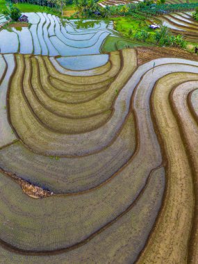 Endonezya 'da güzel bir sabah manzarası, dağ sıraları ve açık gökyüzü olan pirinç tarlalarının panoramik manzarası