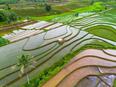 Endonezya 'da güzel bir sabah manzarası, dağ sıraları ve açık gökyüzü olan pirinç tarlalarının panoramik manzarası