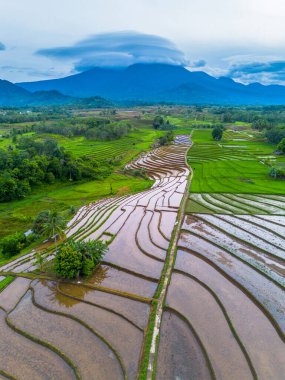 Endonezya 'da güzel bir sabah manzarası, dağ sıraları ve açık gökyüzü olan pirinç tarlalarının panoramik manzarası