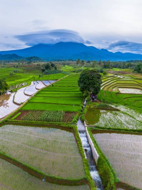 Endonezya 'da güzel bir sabah manzarası, dağ sıraları ve açık gökyüzü olan pirinç tarlalarının panoramik manzarası