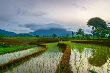 Endonezya 'da güzel bir sabah manzarası, dağ sıraları ve açık gökyüzü olan pirinç tarlalarının panoramik manzarası