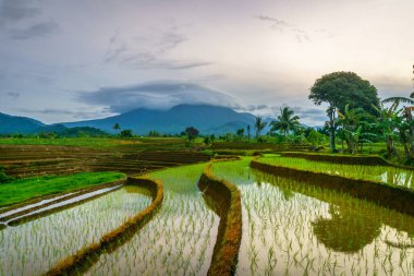 Endonezya 'da güzel bir sabah manzarası, dağ sıraları ve açık gökyüzü olan pirinç tarlalarının panoramik manzarası