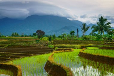 Endonezya 'da güzel bir sabah manzarası, dağ sıraları ve açık gökyüzü olan pirinç tarlalarının panoramik manzarası