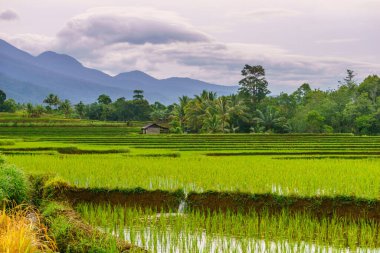 Endonezya 'da güzel bir sabah manzarası, dağ sıraları ve açık gökyüzü olan pirinç tarlalarının panoramik manzarası